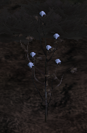 Cotton