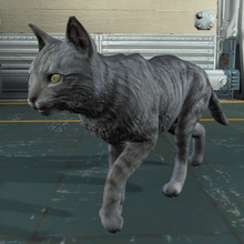 Cat Fallout Wiki Fandom