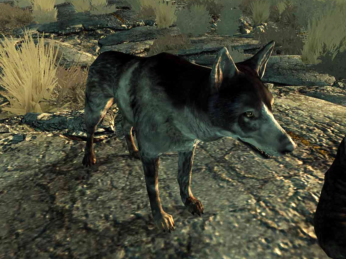 Classic Dogmeat