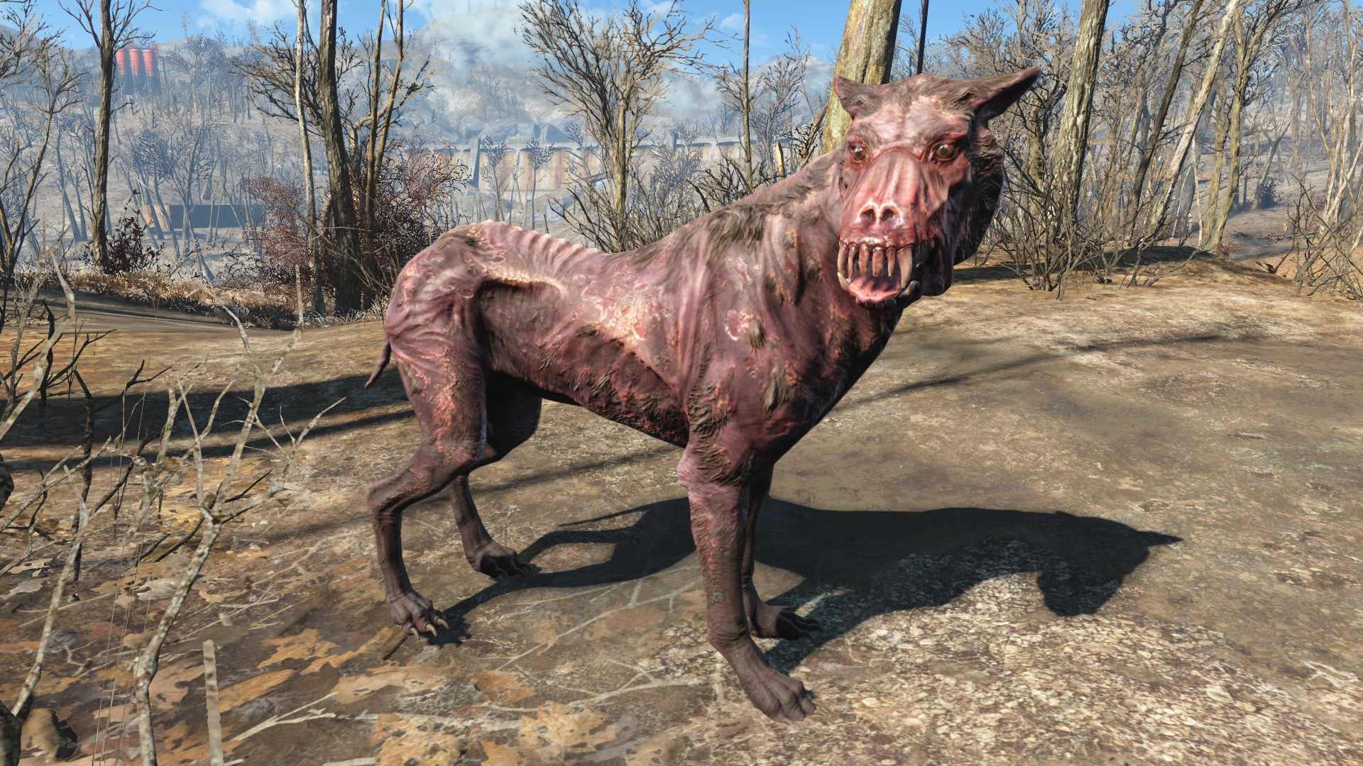 Fallout 4 гончая мутант компаньон фото 37