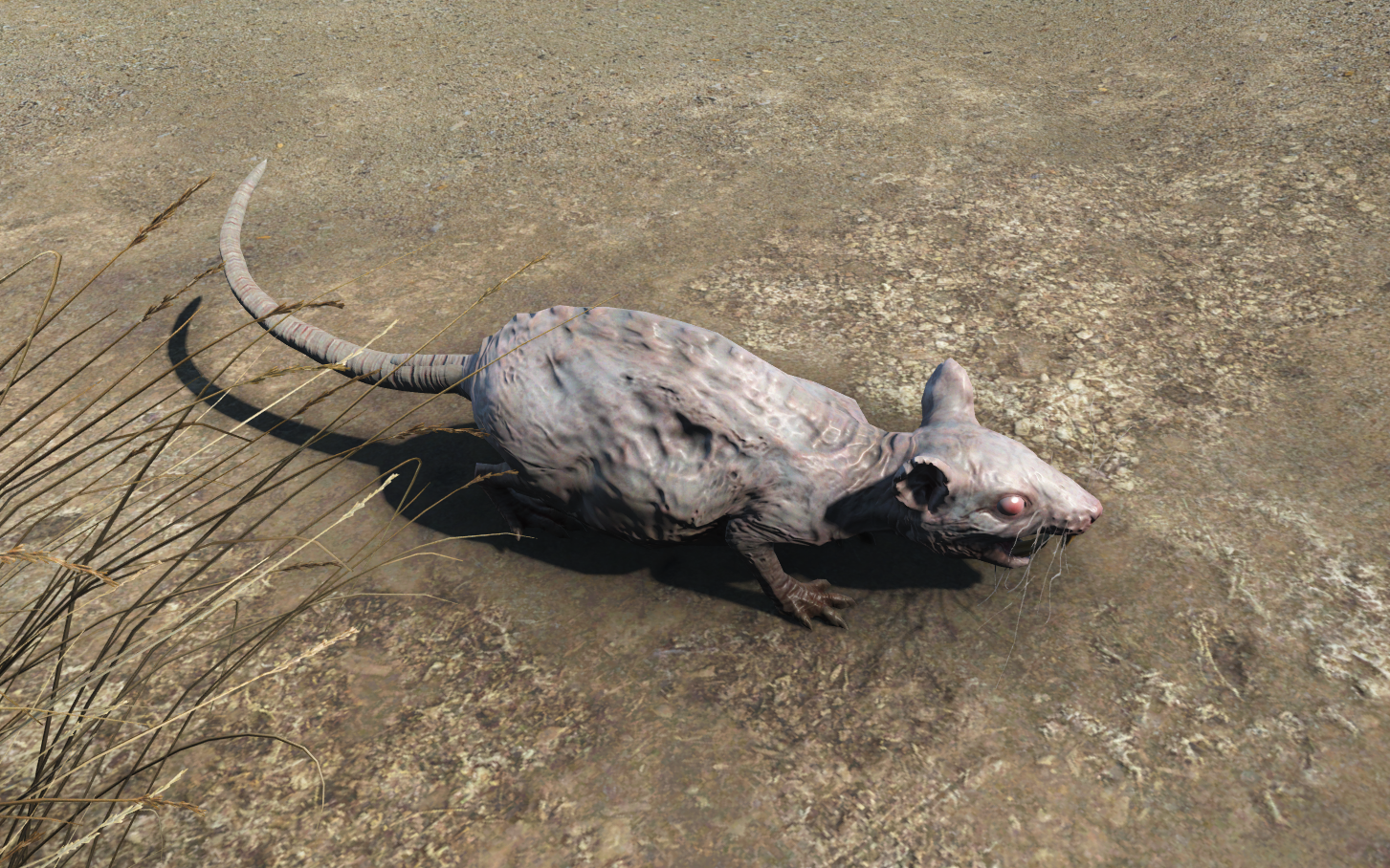 Rad-rat | Fallout Wiki | FANDOM powered by Wikia