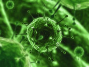 FEV virus