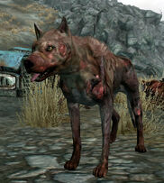 Vicious Dog alive