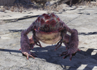 FO76 Albino radtoad