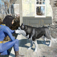 Dog Rescue Fallout Wiki Fandom