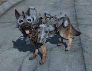Dog armor | Fallout Wiki | Fandom