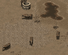 Brahmintipping