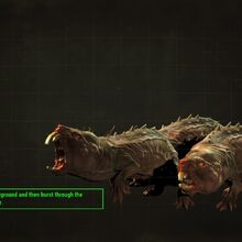 Mole Rat Fallout 4 Fallout Wiki Fandom