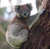 Koala climbing tree-Photo by DAVID ILIFF. License- CC-BY-SA 3.0