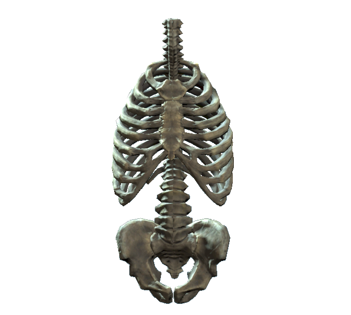 Image - Rib cage and pelvis.png | Fallout Wiki | FANDOM ...