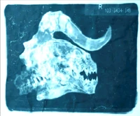 DCXray2.jpg (129 KB) DCXray2