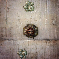 Fo4-Barnacle