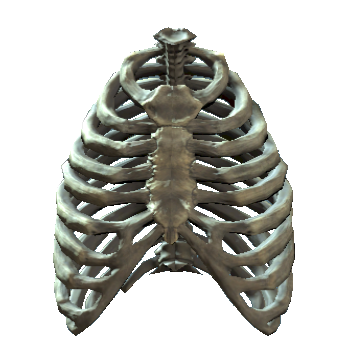 Image - Rib cage.png | Fallout Wiki | FANDOM powered by Wikia