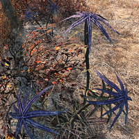 Fo4-Irradiated Thistle