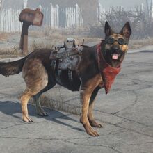 Dogmeat Fallout 4 Fallout Wiki Fandom