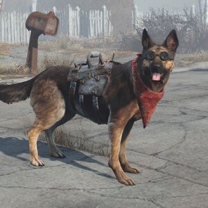 狗肉 辐射4 Fallout中文維基 Fandom