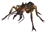Giant soldier ant