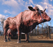Clarabell Fo4