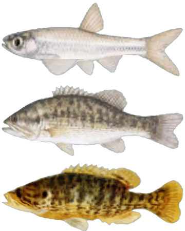 Fish Fallout New Vegas Fallout Wiki Fandom