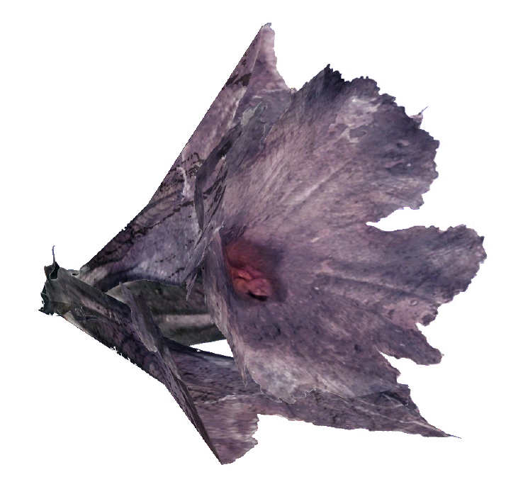 Melon blossom (Fallout 76) Fallout Wiki Fandom