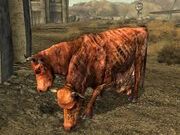 Brahmin