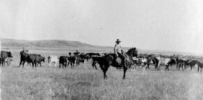 Cowboy cattle