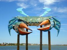 Big Blue crab-Rockport