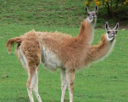 llama fallout fanon wiki