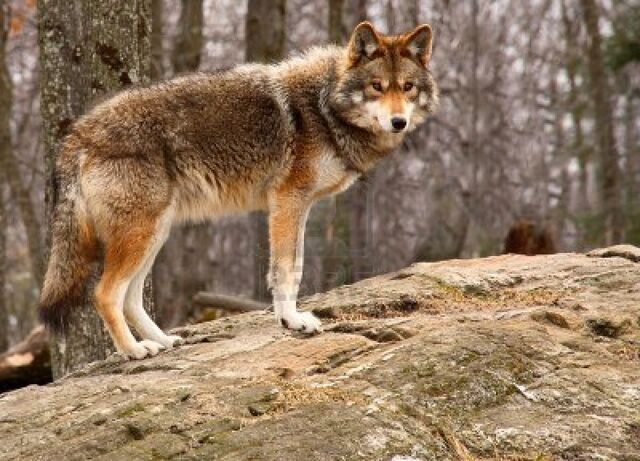 File:861539-coyote-standing-on-a-rock.jpg