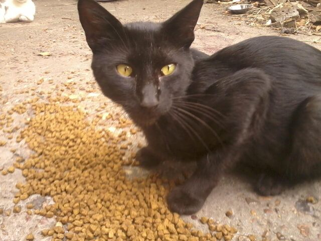 Archivo:Tomi.jpg