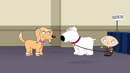 Boy Dog Meets Girl Dog