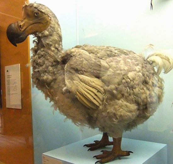 Dodo Serie Dodo Serie