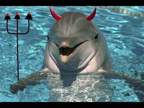 Roblox Dolphin Head