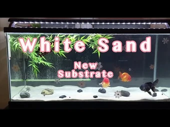 sand in goldfish tank