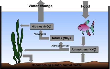 Aquarium nitrogen cycle