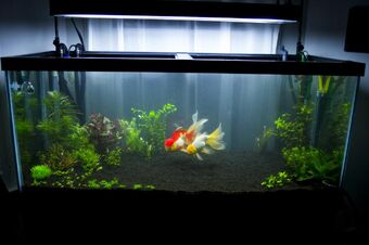 big goldfish tank