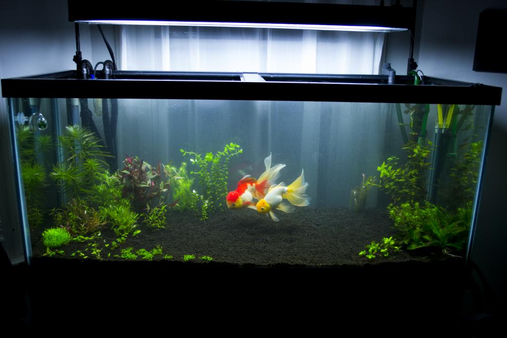 Tank Size Fancy Goldfish Wikia Fandom Ed By The Less Of Hormone There Is In Water Or Ger Tank Faster And Larger Your Fish Will Grow