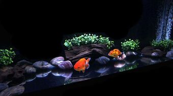 sand in goldfish tank