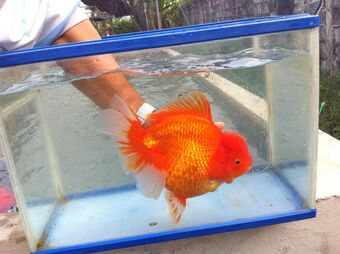 single goldfish tank