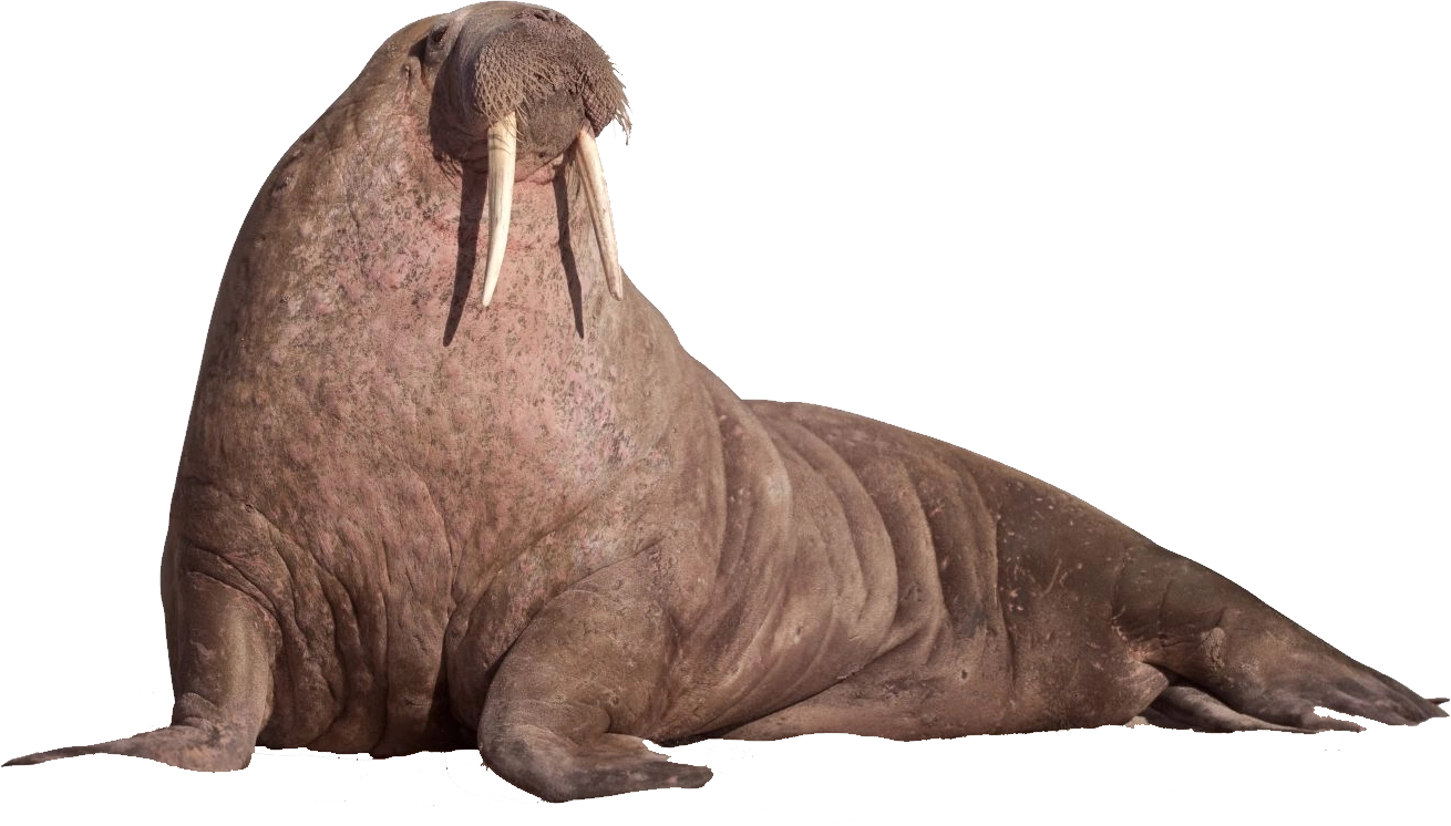 Image - Walrus.png | FANDOM: The Unofficial RPG Wiki | FANDOM powered ...