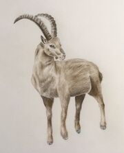 Steenbok