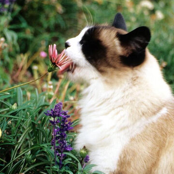 Medicine Cats Fan Made Warrior Cat Wiki Fandom