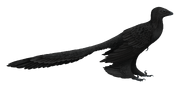 Microraptor SciiFii