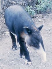 Albinotapir