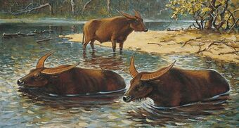 European water buffalo (SciiFii) | Fanon Wiki | Fandom