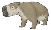 Domestic Pignosed