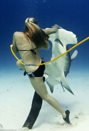 Shark