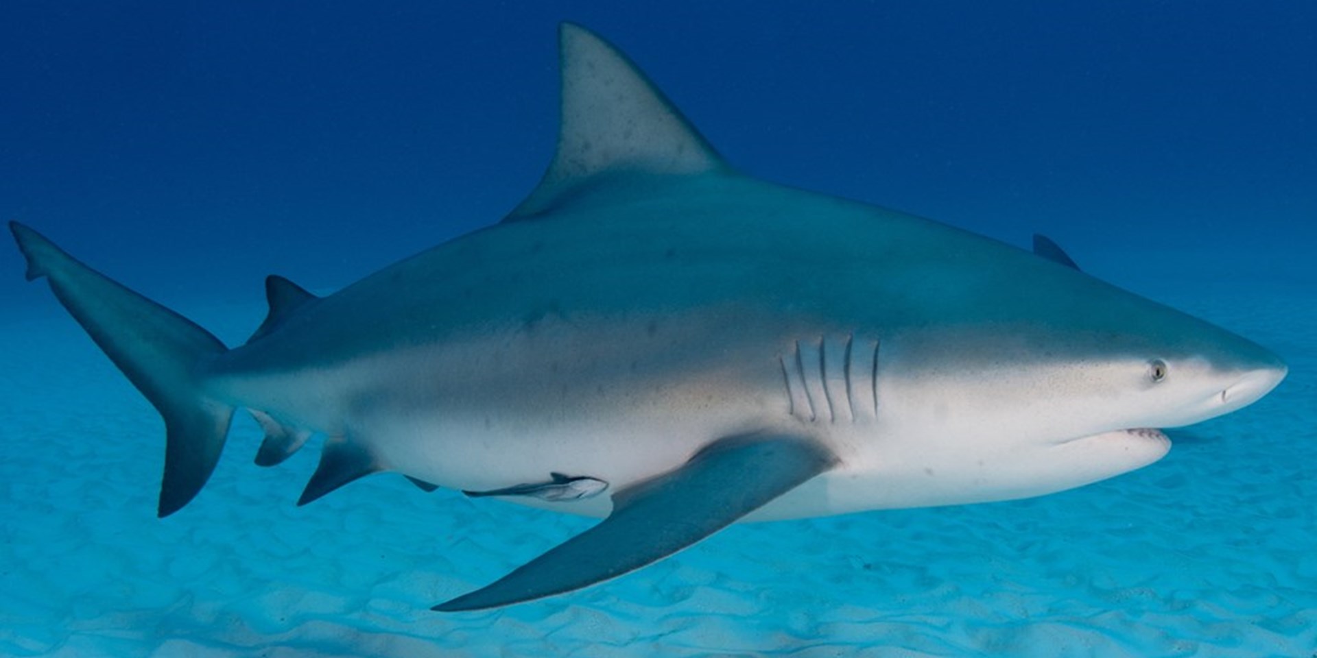 Lake Michigan Bull Shark | Fanon Wiki | FANDOM powered by Wikia