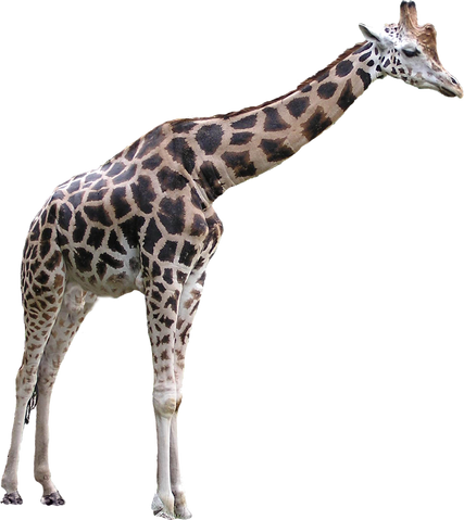Image - Giraffe.png | Fanon Wiki | FANDOM powered by Wikia