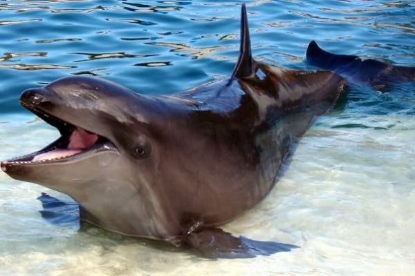 6.  Wholphin